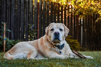 Photo Of Brown Dog 