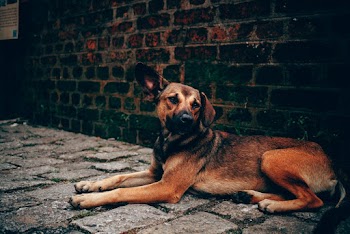 Photo of Brown Dog Lying Beside Brick Wall