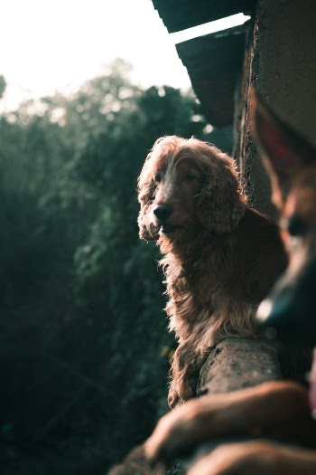 Photo Of Brown Furry Dog