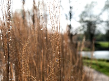 Photo of Brown Grass Field