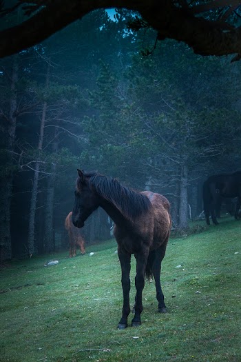 Photo of Brown Horse on green field