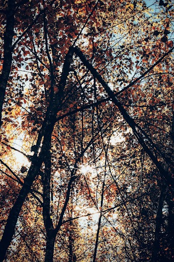 Photo of Brown-leafed Tree in Forest