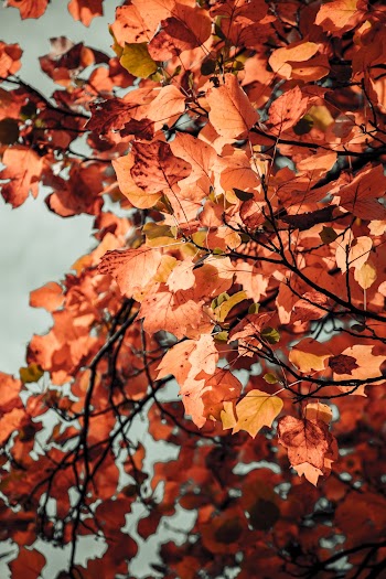 Photo of Brown Leaves