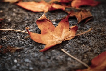 Photo of Brown Maple Leaf