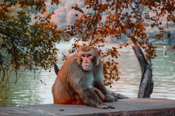 Photo of Brown Monkey Sitting Stone Pavement Near Body of Water