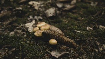 Photo of brown mushrooms