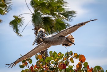 Photo of Brown Pelican Gliding Over a Tree