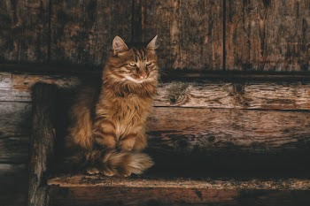 Photo of Brown Persian Cat on Ladder