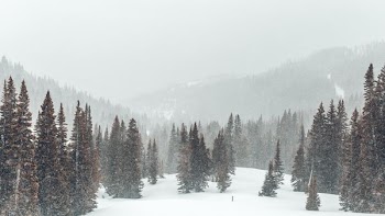 photo of brown pine tree under white sky at daytime