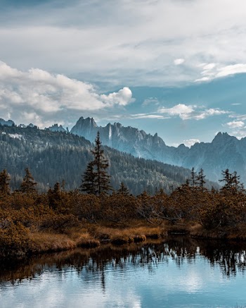Photo of Brown Pine Trees Beside Body of Water