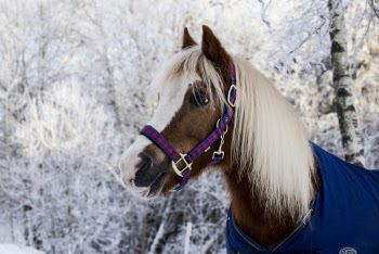 Photo of Brown Pony Standing Near Snow Covered Trees