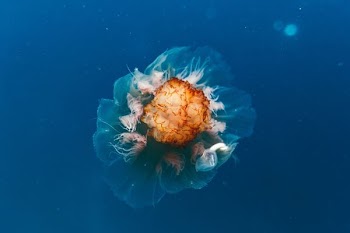 photo of brown sea creature
