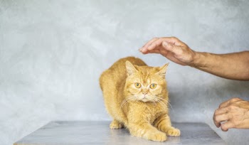 Photo of Brown Tabby Cat