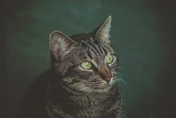 Photo of Brown Tabby Cat