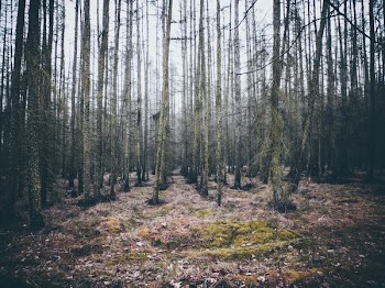 photo of brown tree forest