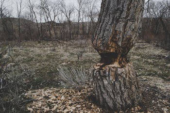 Photo of Brown Tree Trunk