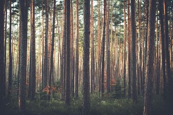 photo of brown trees lot during daytime