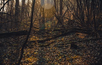 Photo of Brown Withered Trees