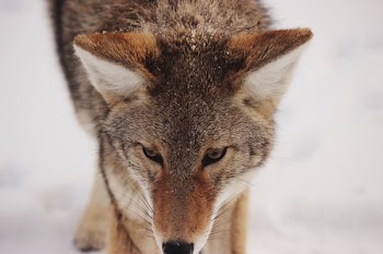 photo of brown wolf