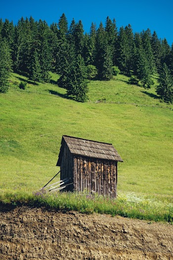 Photo of Brown Wooden Shed Near Trees