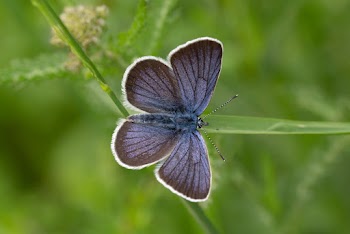 Photo Of Butterfly Perched On Stem