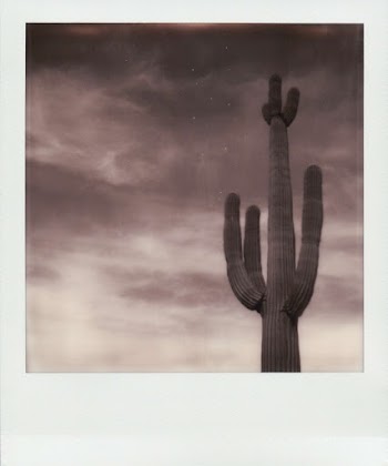 Photo Of Cactus 