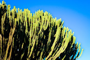 Photo of Cactus During Daytime
