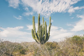 Photo Of Cactus During Daytime