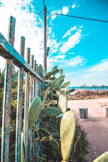 Photo of Cactus Near Fence