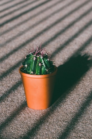 Photo of Cactus On Pot