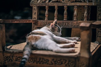 Photo of Calico Cat Sleeping on Brown Wooden Armchair