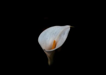 photo of Calla lily