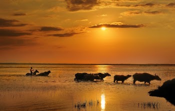 Photo of Carabaos on Water