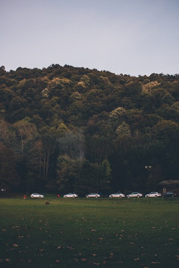 Photo of Cars Parked Near Tall Trees