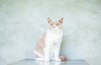 Photo of Cat