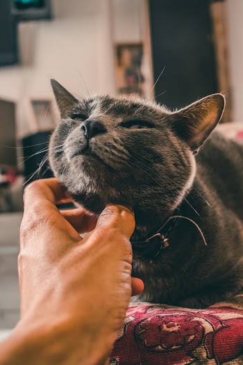 Photo Of Cat 