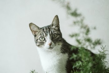 Photo Of Cat Beside Plant