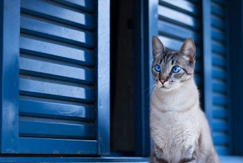 Photo of Cat by the Window