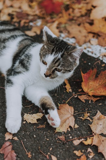 Photo Of Cat Laying On Leaves