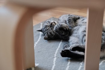 Photo Of Cat Lying Down