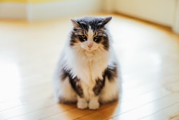 Photo of Cat on Floor