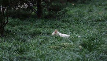 Photo of Cat on Grass