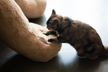 Photo Of Cat Playing With A Stuffed Toy