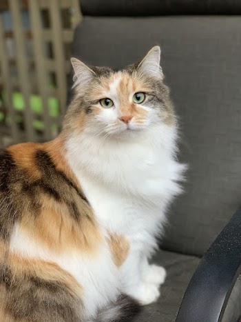 Photo Of Cat Sitting On A Chair