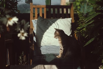 Photo of Cat Sitting On Chair