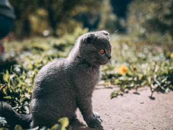 Photo Of Cat Sitting On Ground