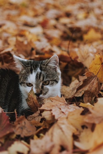 Photo Of Cat Sitting On Leaves