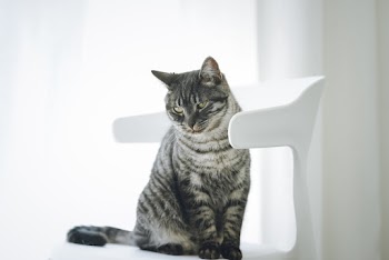 Photo of Cat Sitting on White Chair