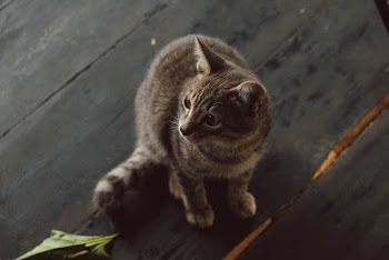 Photo Of Cat Sitting On Wooden Surface