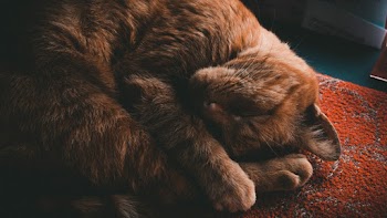 Photo Of Cat Sleeping On Ground